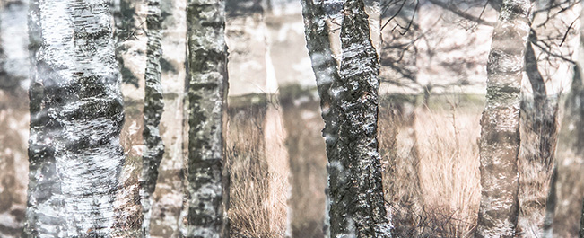 birkenwald